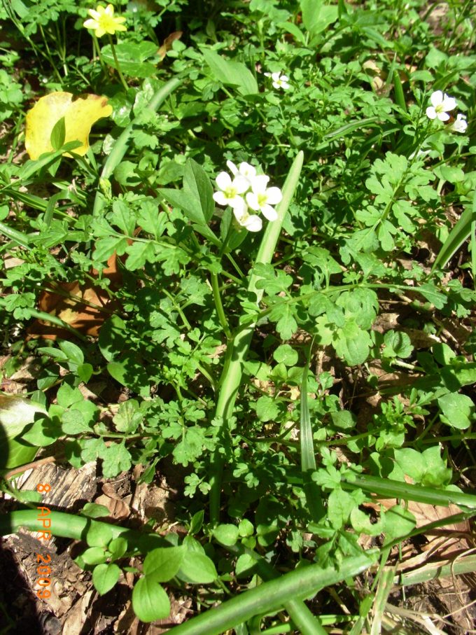 Cardamine graeca